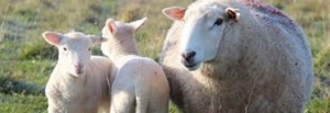 lambpro pic for website