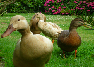 ducks